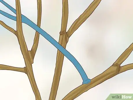 Image titled Prune Nyssa Sylvatica Step 12