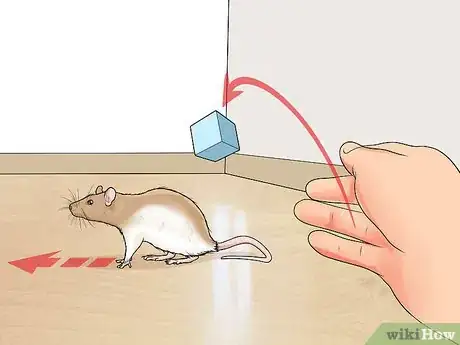 Image titled Train a Rat to Retrieve Objects Step 4