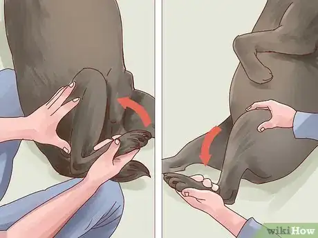 Image titled Help Your Dog Through Physical Therapy Step 2