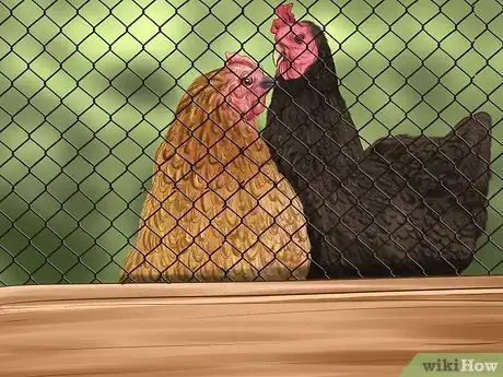 Image titled Build a Chicken Friendly Garden Step 2