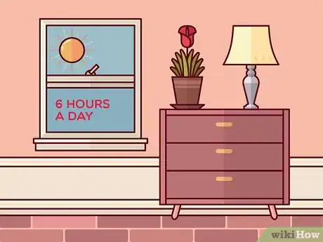 Image titled Get Calla Lilies to Flower Step 3