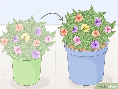 Image titled Grow New Guinea Impatiens Indoors Step 13