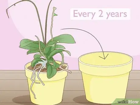 Image titled Repot Orchids with Air Roots Step 1