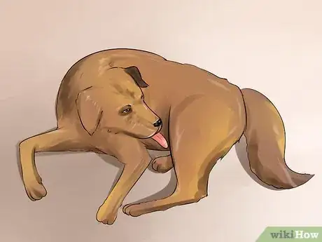 Image titled Detect Canine Bladder Stones Step 9