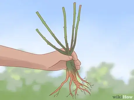 Image titled Plant a Climbing Rose Step 5