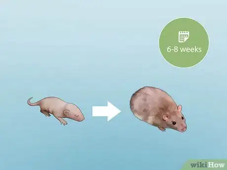 Image titled Introduce Pet Rats Step 2