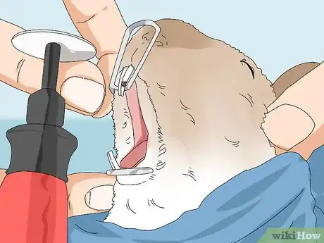 Image titled Prevent and Treat Overgrown Teeth in Chinchillas Step 8
