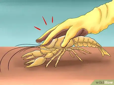 Image titled Catch a Crayfish Step 7