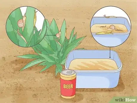 Image titled Grow Agave Plants Step 17