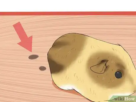 Image titled Buy a Healthy Guinea Pig Step 5