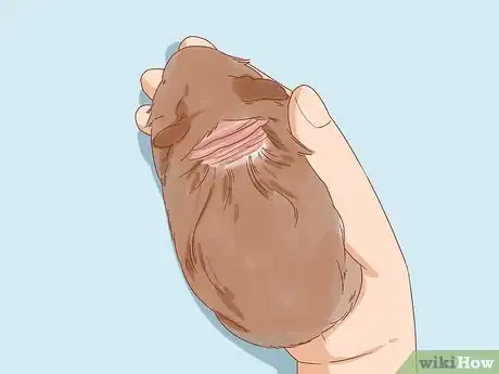 Image titled Diagnose Geriatric Diseases in Hamsters Step 4