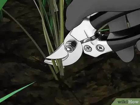 Image titled Control Johnson Grass Step 12