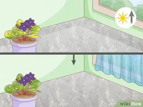 Image titled What Kind of Sunlight Is Best for African Violets Step 5