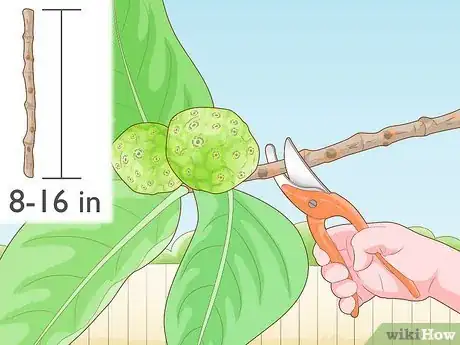 Image titled Grow a Noni Tree Step 9