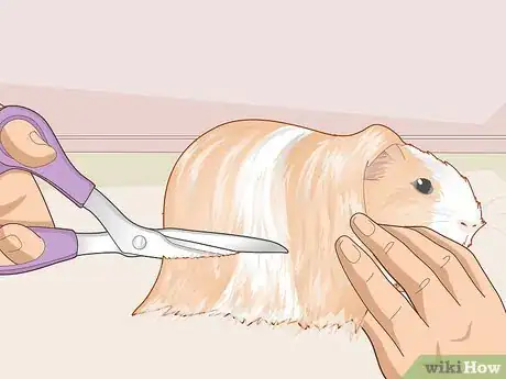 Image titled Care for an Outdoor Guinea Pig Step 31