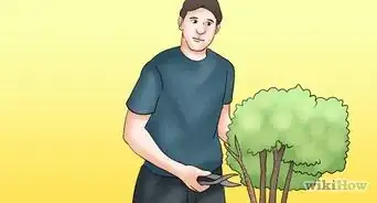 Prune Tardiva Hydrangea