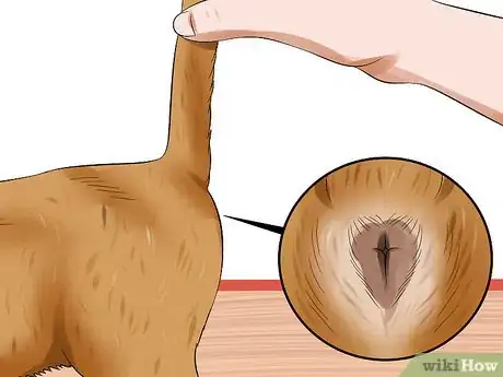 Image titled Express a Cat's Anal Glands Step 4