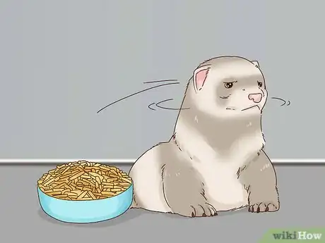 Image titled Diagnose and Treat Epizootic Catarrhal Enteritis in Ferrets Step 2