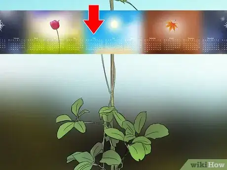 Image titled Grow Akebia Quinata Step 5