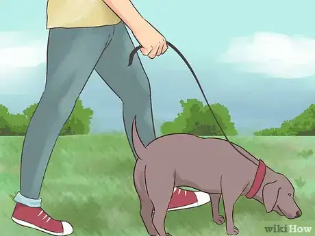 Image titled Choose Exercise That Strengthens Senior Dogs Step 9