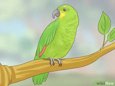 Image titled Choose an Amazon Parrot Step 3