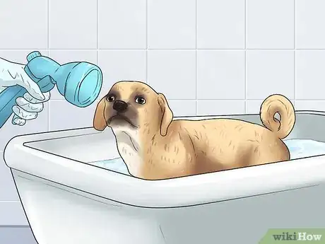 Image titled Care for Puggles Step 14