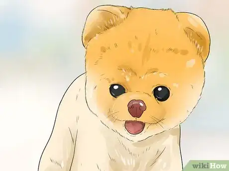 Image titled Groom a Pomeranian Step 15
