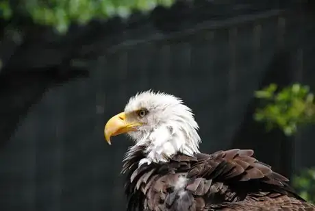 Image titled Bald_Eagle_Busch_Gardens