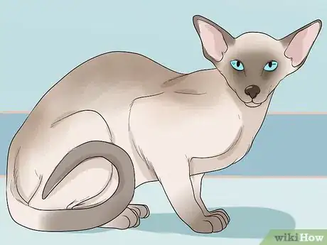 Image titled Choose a Hypoallergenic Cat Breed Step 4