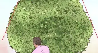 Prune a Dappled Willow