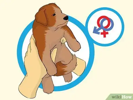 Image titled Add a Puppy to the Family Whilst Your Dog Is Pregnant Step 4