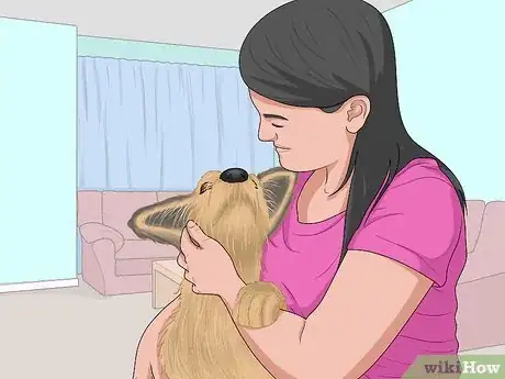 Image titled Identify a Berger Picard Step 14