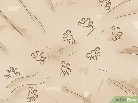 Image titled Identify Animal Tracks Step 18