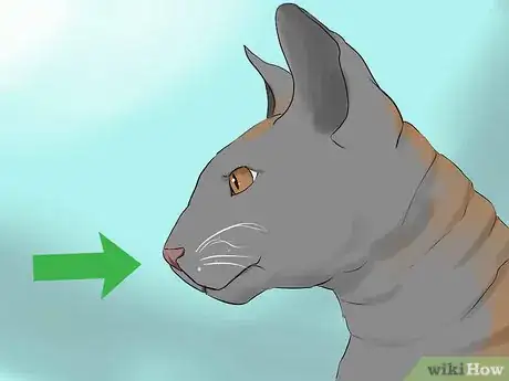 Image titled Identify a Cornish Rex Step 8