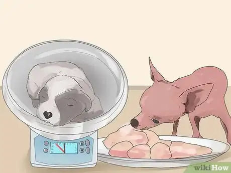 Image titled Control Arthritis Pain in Dogs Step 5