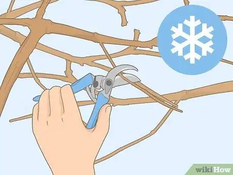Image titled Prune Grape Vines for Winter Step 1