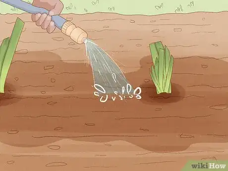 Image titled Grow Bearded Irises Step 7