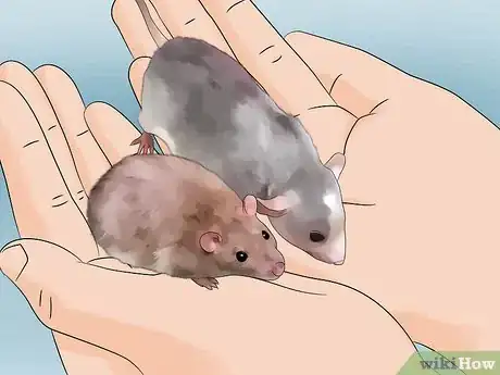 Image titled Introduce Pet Rats Step 6