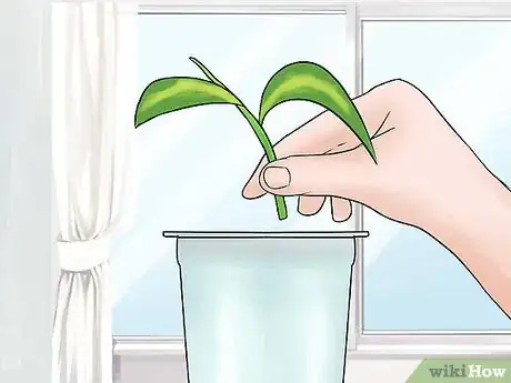 Image titled Propagate a Golden Pothos Step 4