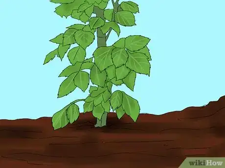 Image titled Overwinter Dahlias Step 12