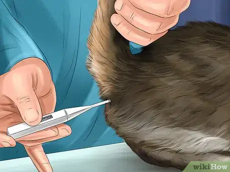 Image titled Check Your Cat's Nose Step 2