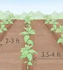 Grow Tobacco Inside