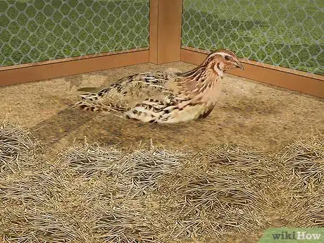 Image titled Care for an Asian Common Quail Step 12
