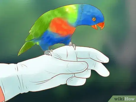Image titled Treat Chlamydiosis in Lories and Lorikeets Step 15