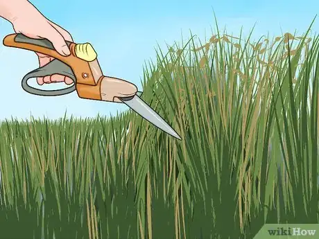 Image titled Plant Switchgrass Step 10