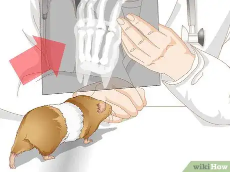 Image titled Spot Foot Sores on Guinea Pigs Step 11