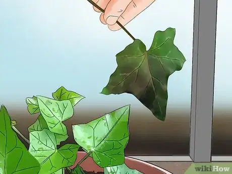 Image titled Grow English Ivy Indoors Step 11