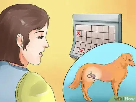 Image titled Detect Canine Bladder Stones Step 3