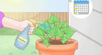 Grow Ivy in a Pot