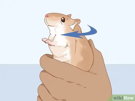 Image titled Treat Head Tilt in Gerbils Step 2